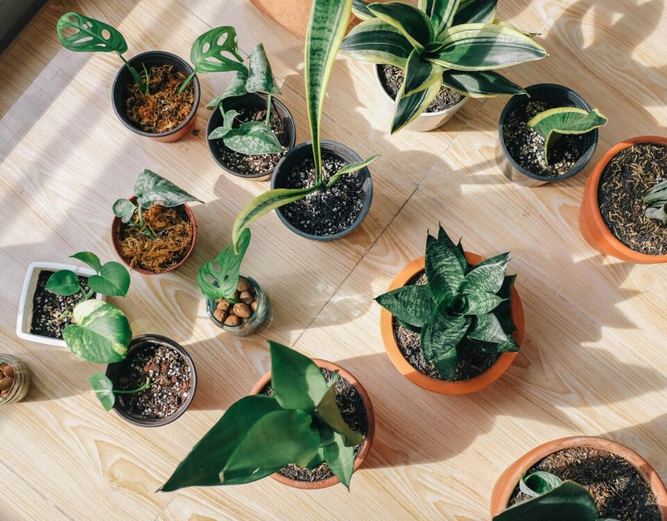 5 Aplicativos para Identificar Plantas e Flores aplicativo para identificar plantas
