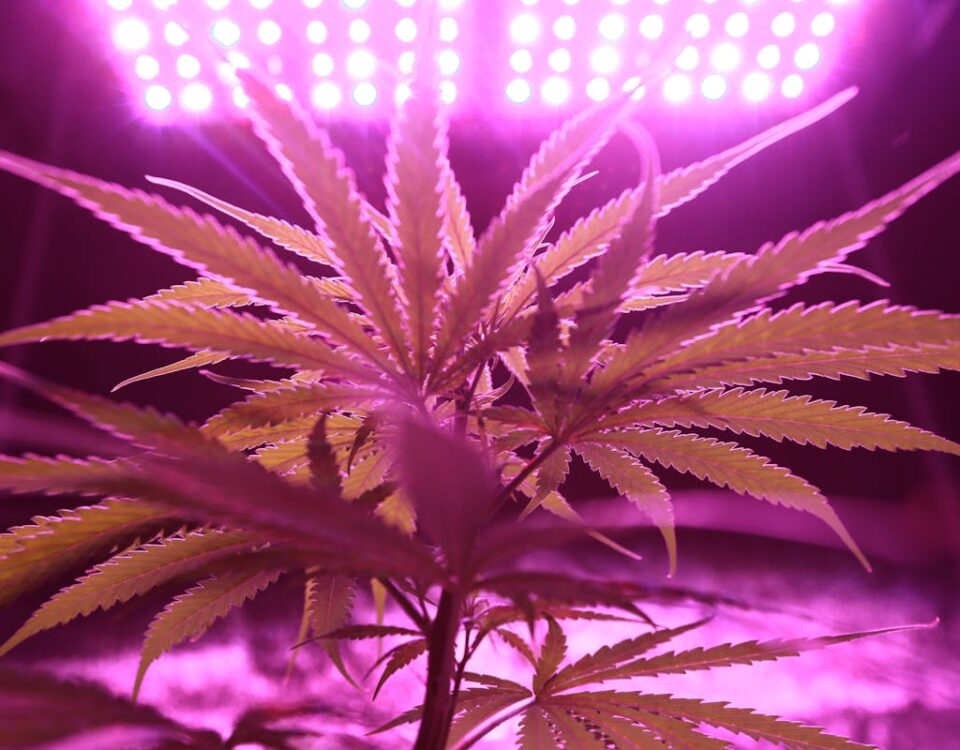 5 aplicativos para cultivo doméstico de cannabis 5 aplicativos para cultivo doméstico de cannabis