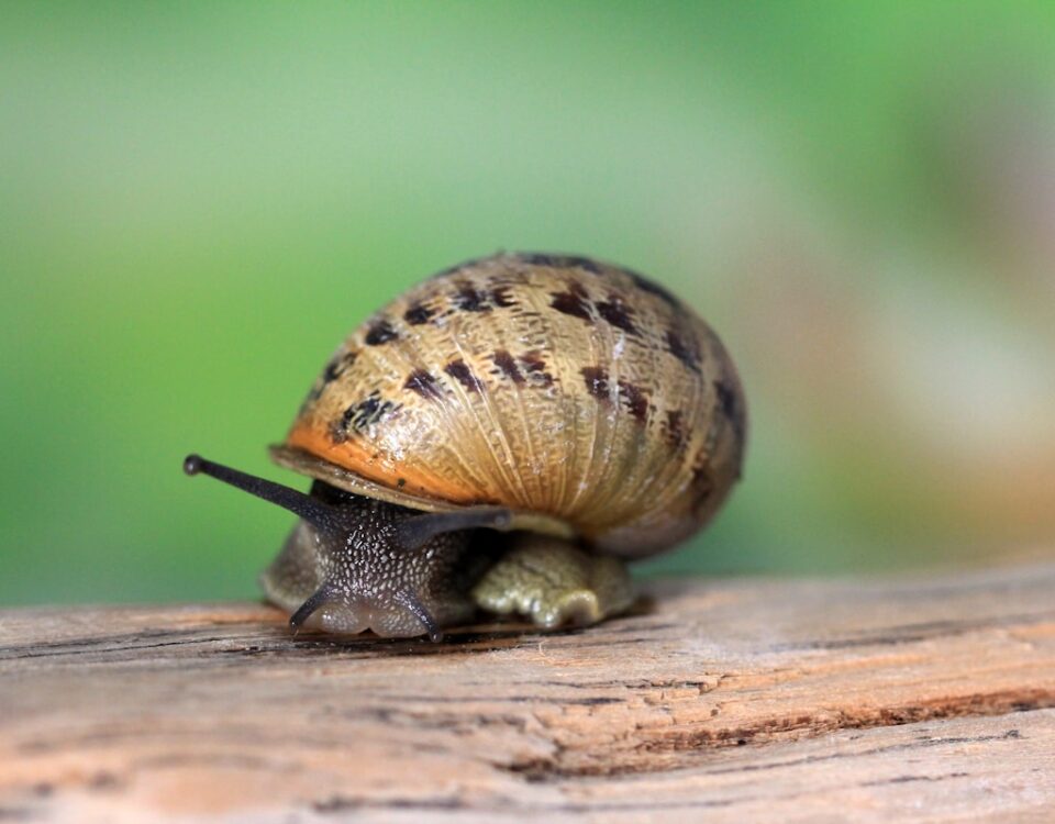 Aplicativos que ajudam a manter sua casa livre de pragas Aplicativos que ajudam a manter sua casa livre de pragas