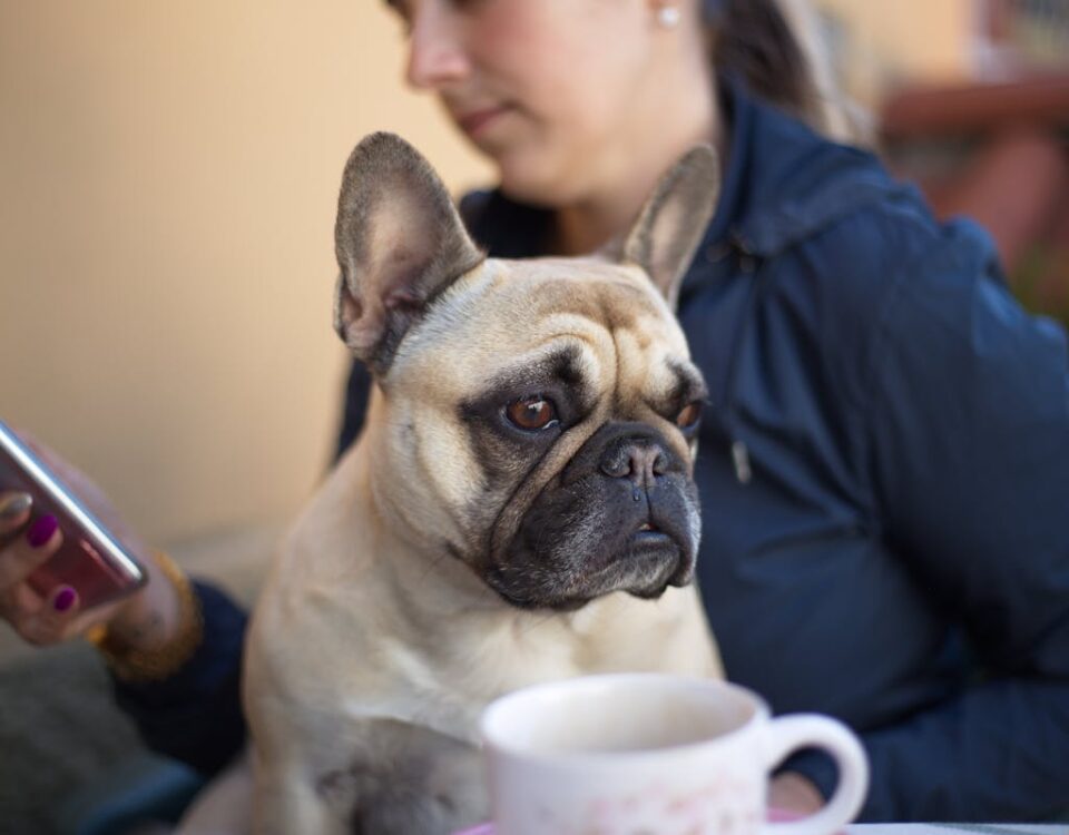5 aplicativos essenciais para gerenciar a saúde do seu pet Unrecognizable female sitting with French bulldog and browsing mobile phone on blurred background