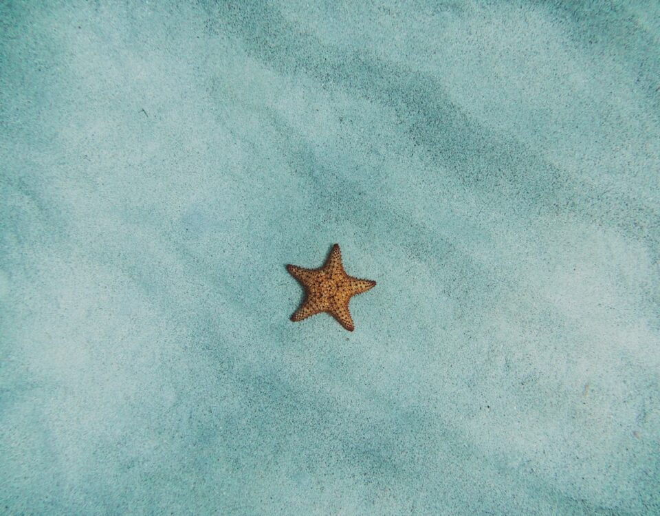 5 apps para escolher ou criar sua moda praia personalizada brown starfish on blue sand